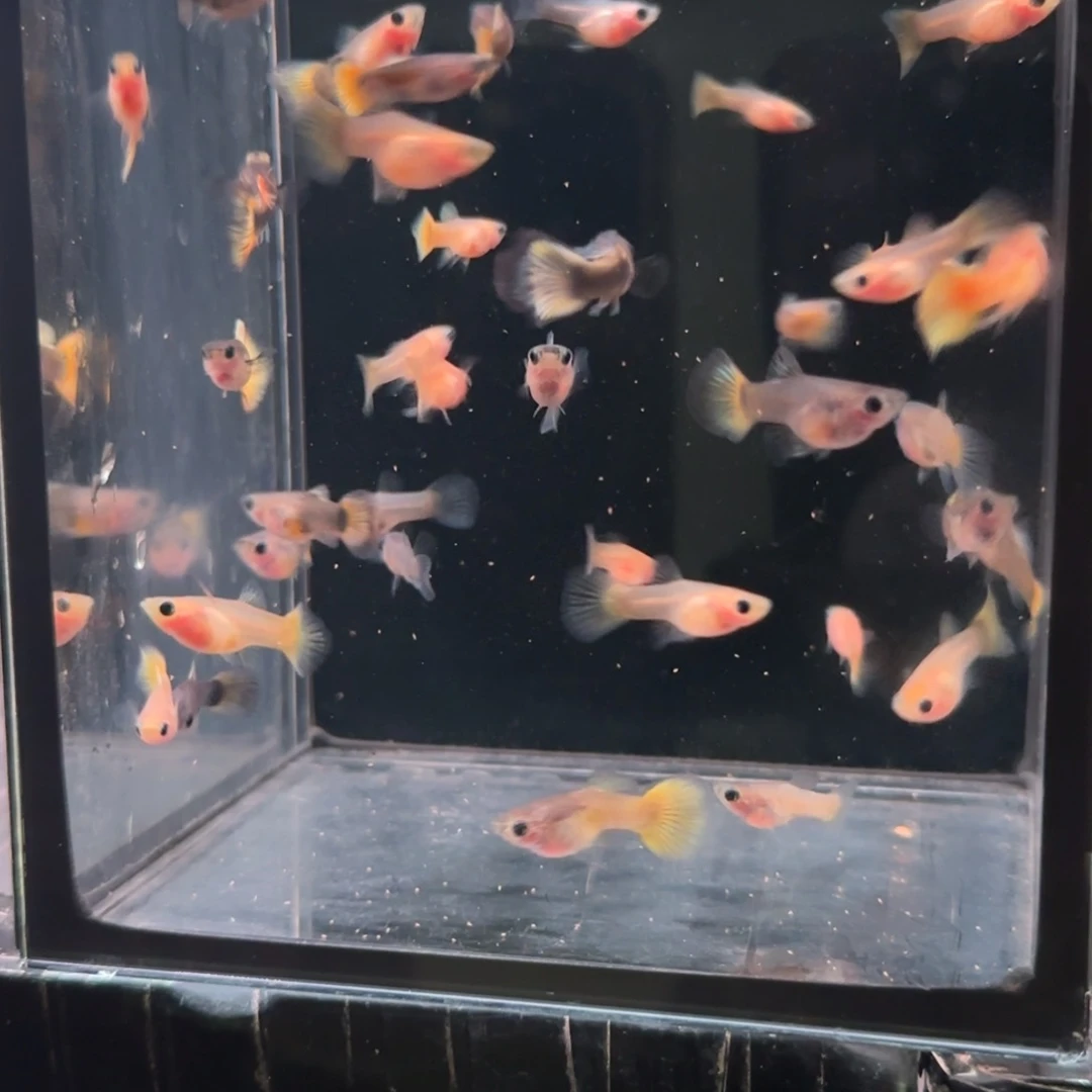 孔雀鱼混搭玻璃猫苗38条