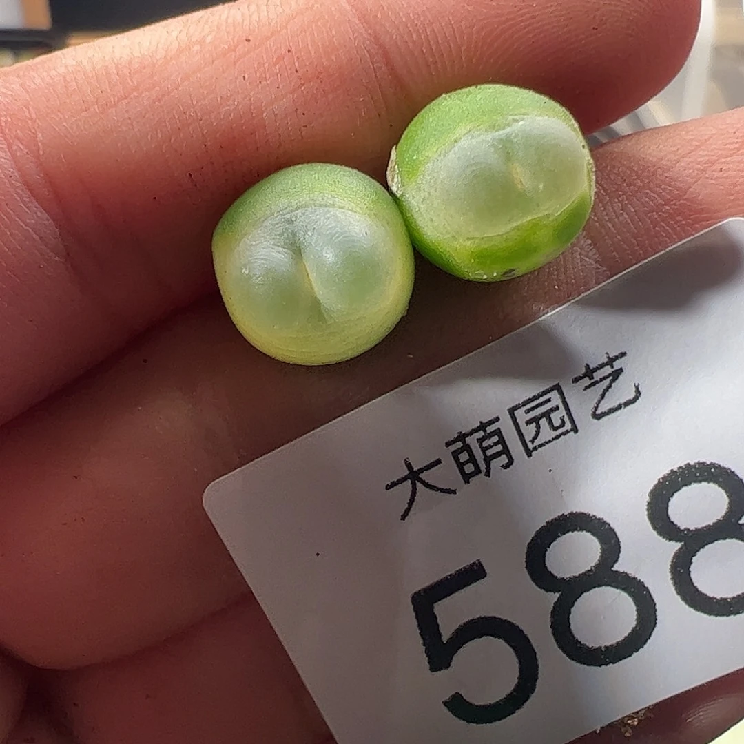 一物一拍。         588