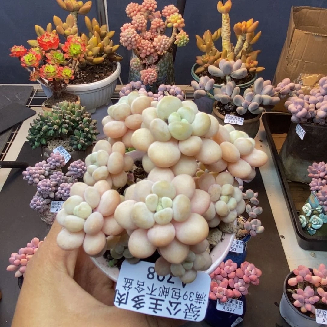 708洛可可多肉7c m