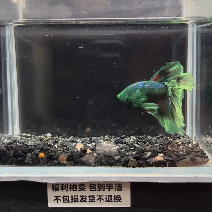 斗鱼一单包邮14日38