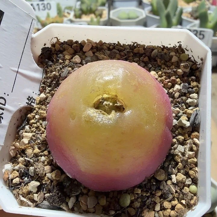 132。大灯泡4.3厘米