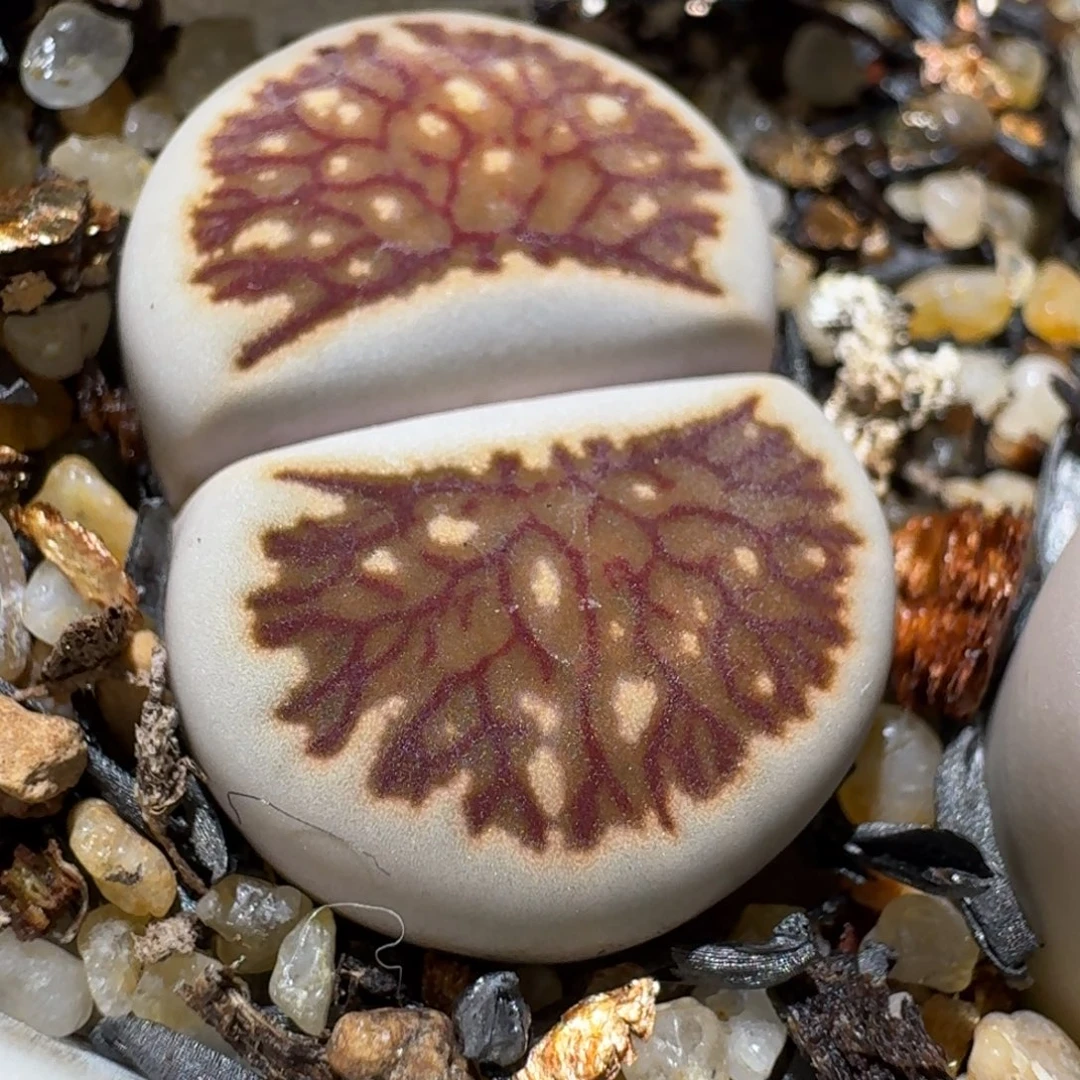 老板亏本便宜卖了1264