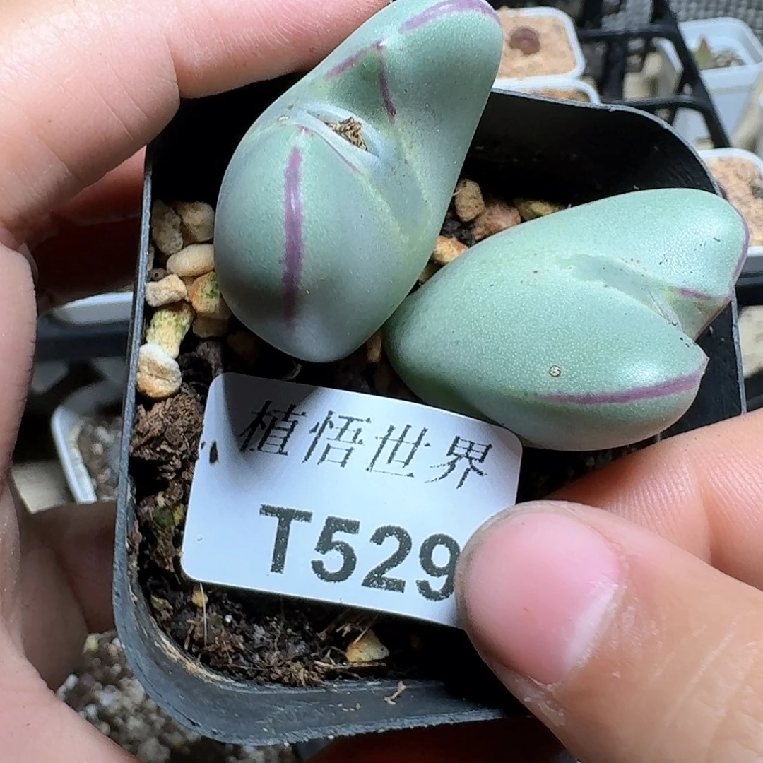 529盒发肉植物哇c g