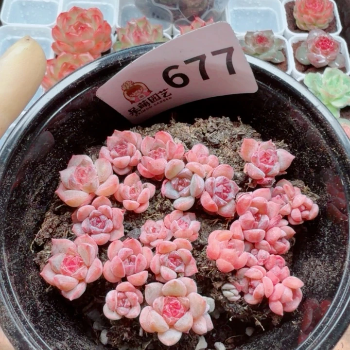 多肉植物多肉植物