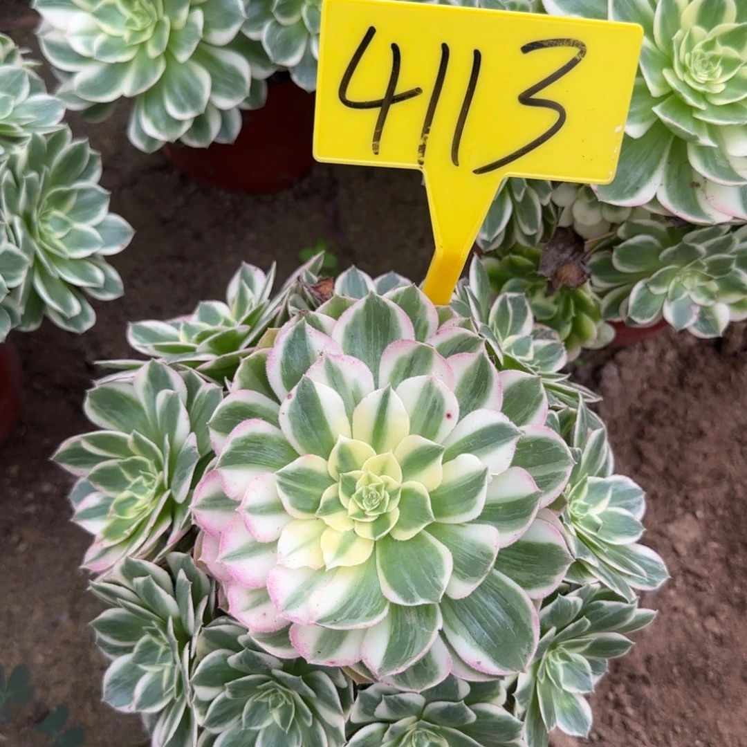 山***风4113多头多肉海王多肉