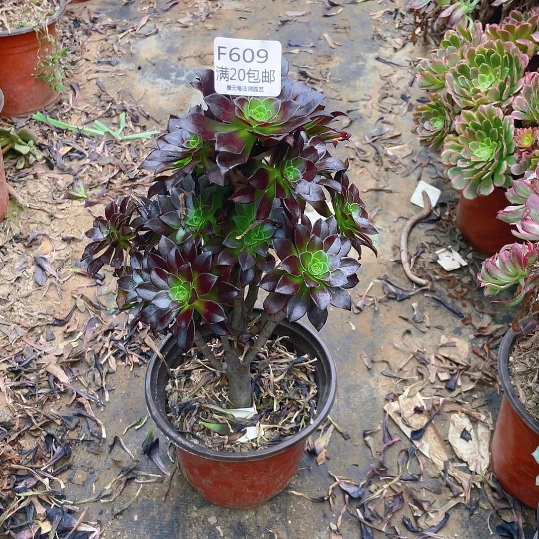 609黑法师多肉小损样