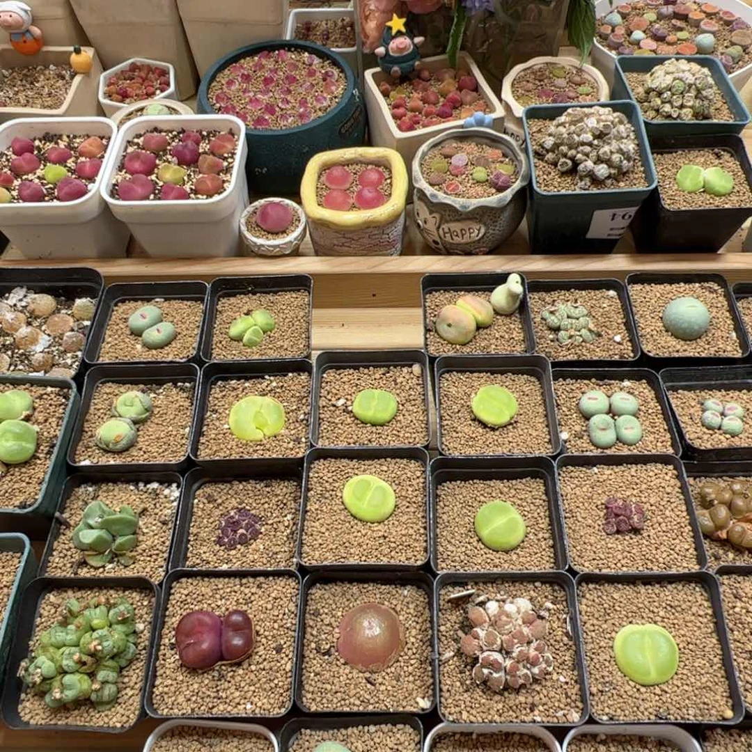 【闪购商品】是***～80 一起