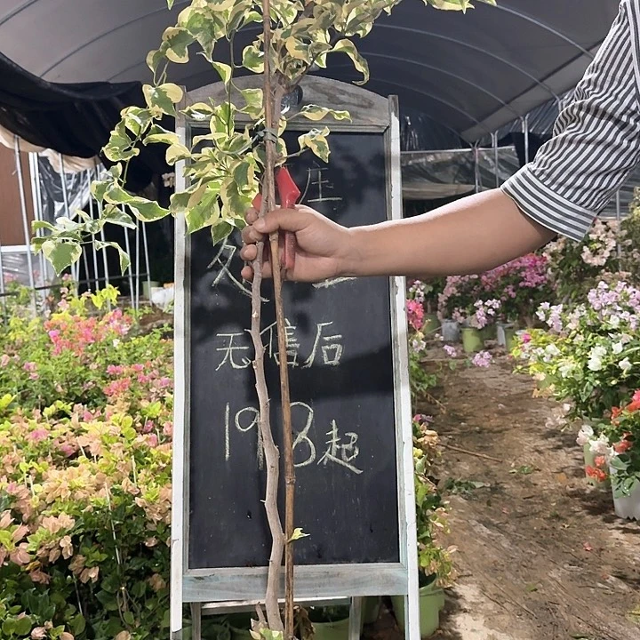 无花朵三角梅三角梅26
