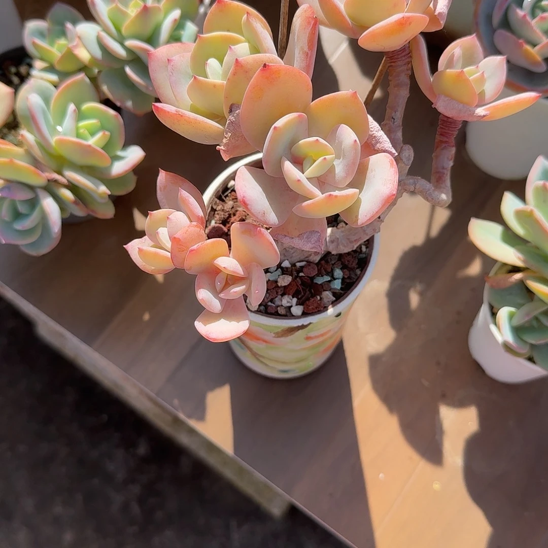 小****白凤多肉植物一颗