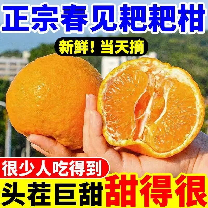 四川春见耙耙柑新鲜香甜多汁自然熟手剥水果