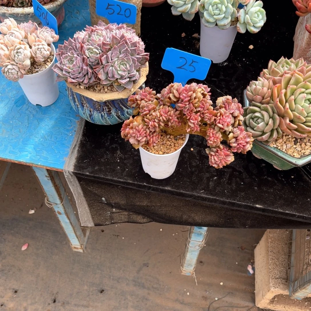 心*0025大红袍缀化多肉