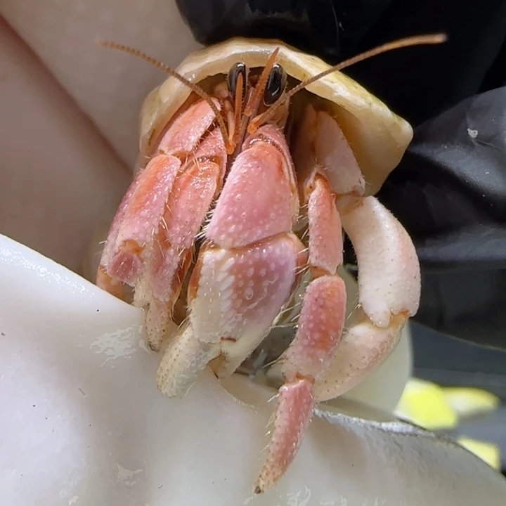 A35蜜桃粉 灰白1.3cm口径