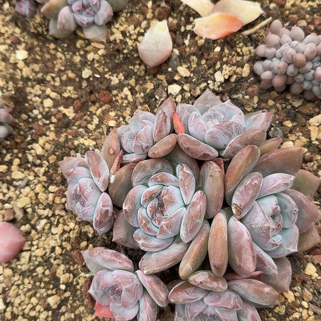 星影7头无砍一物一拍石榴籽