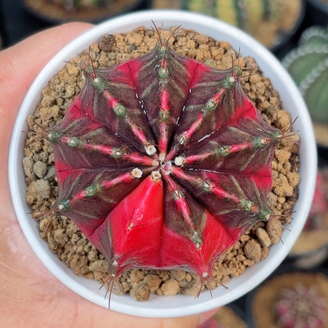 泰系米哈实生仙人球501