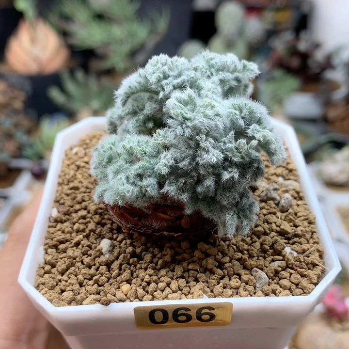 羽叶杨葵母本带盆066
