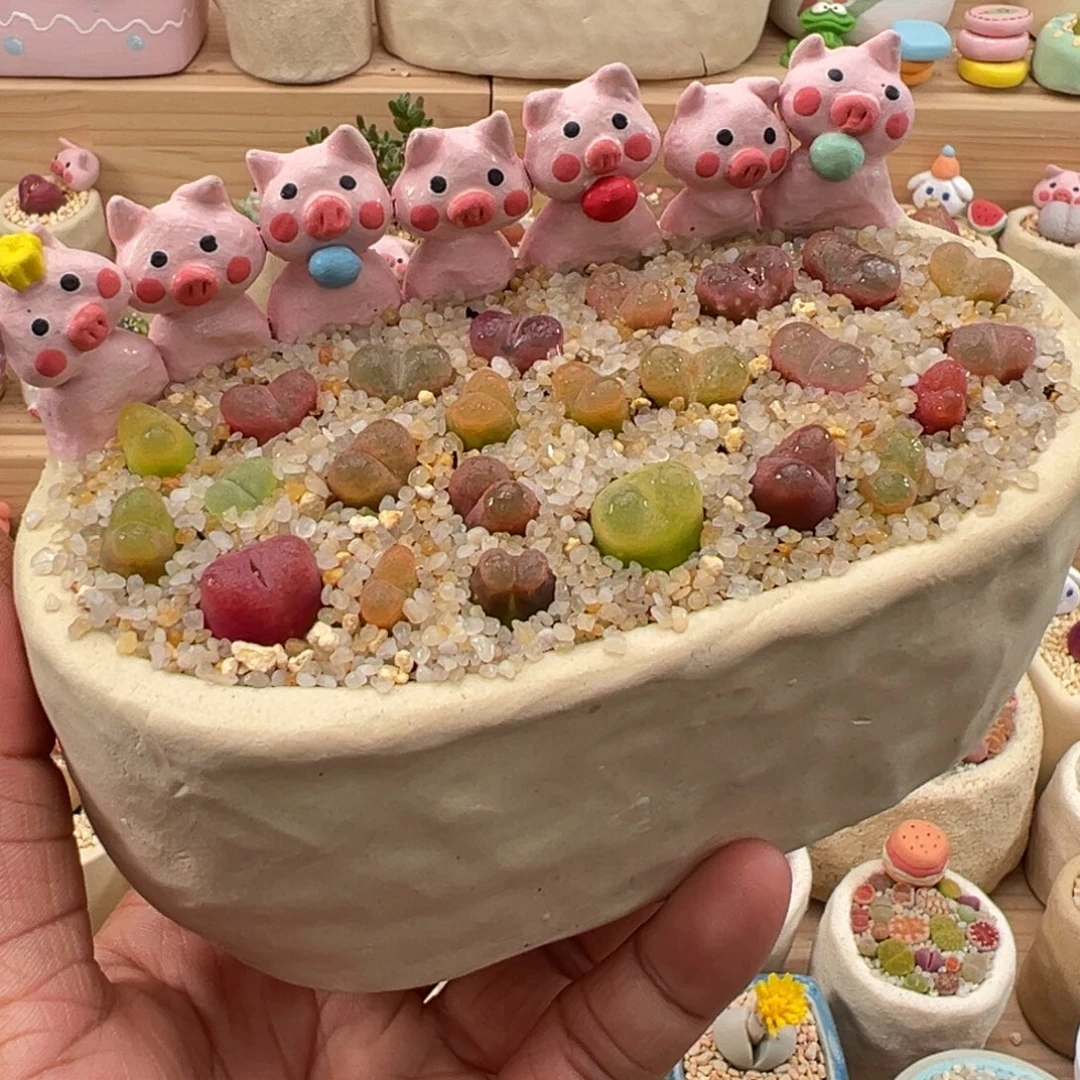 多肉植物实付9.9元包邮34号