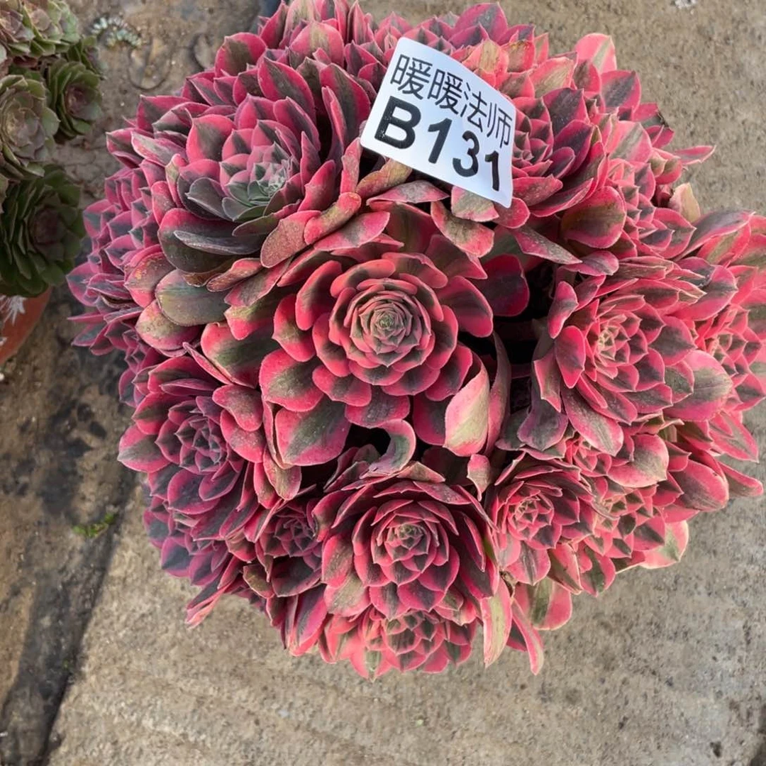 紫砂茶杯人**茶131点多反反复复个