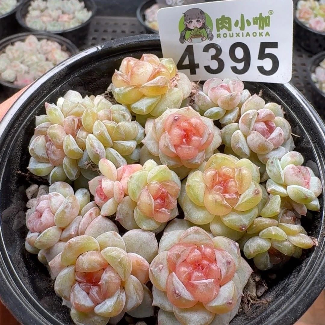 多肉植物多肉植物