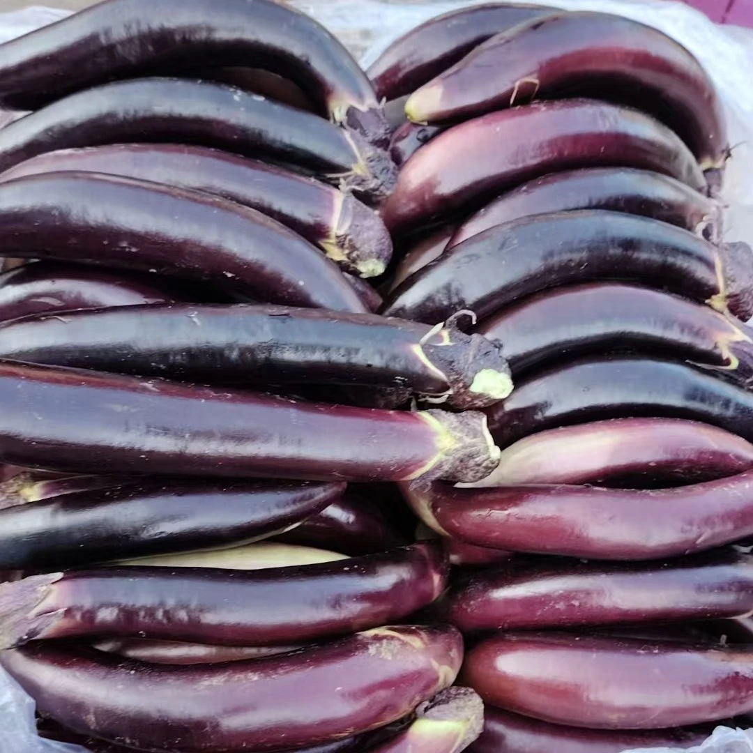 东北小沈茄3斤、5斤包邮（绿库）