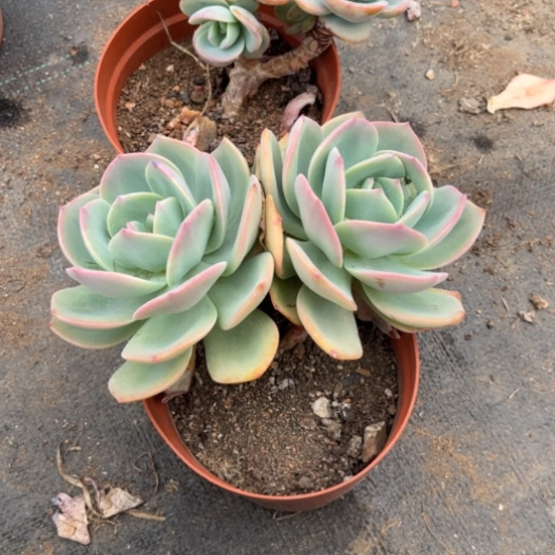 【闪购商品】南***花白日