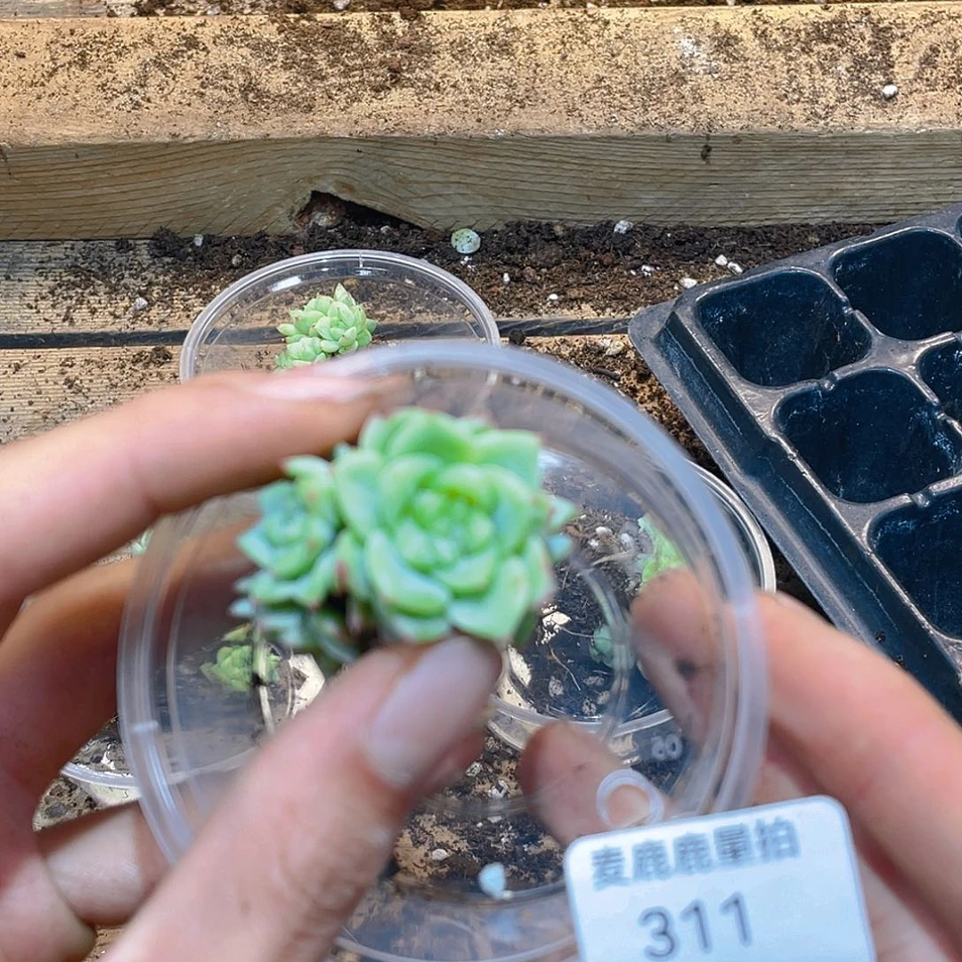 311明兰珍妮。    量拍