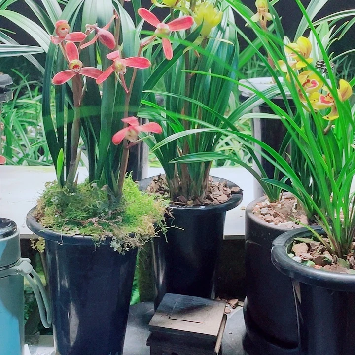 深***兰完全开放一物一漂亮