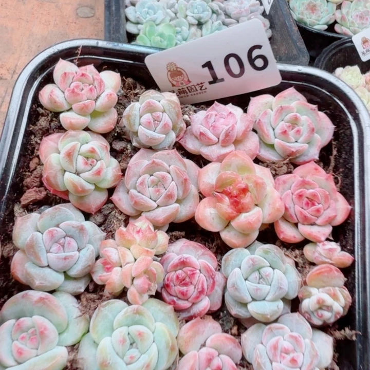 多肉植物多肉植物