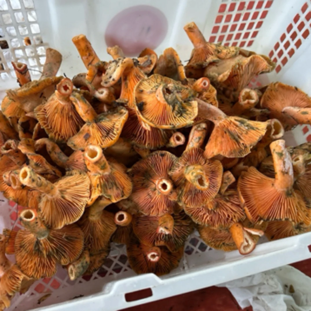 新鲜九月香枞树菌谷熟菌菌菇（菌子有蛆很正常）