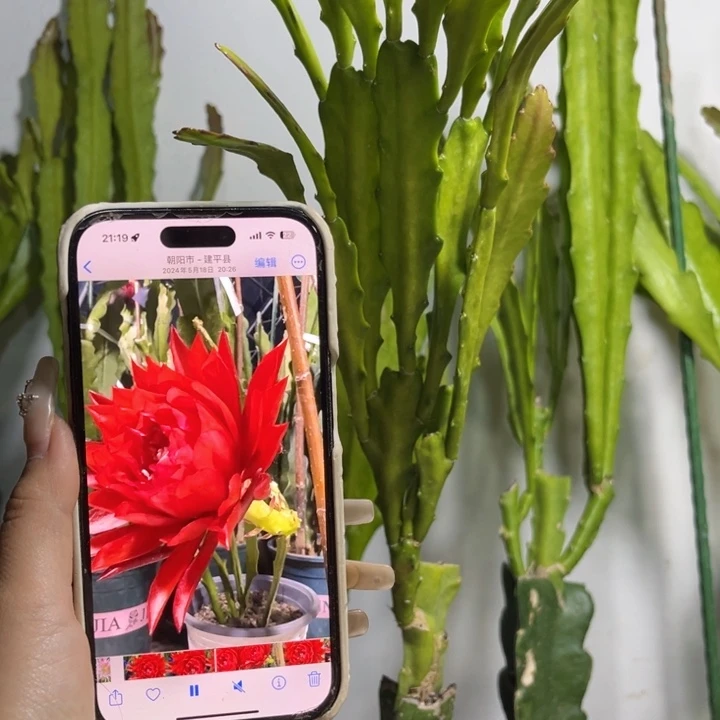 当前无花栽培后可以开花436