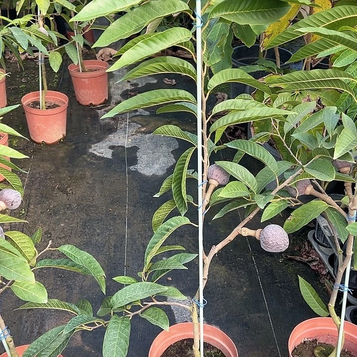 勇***。天使259963688637973