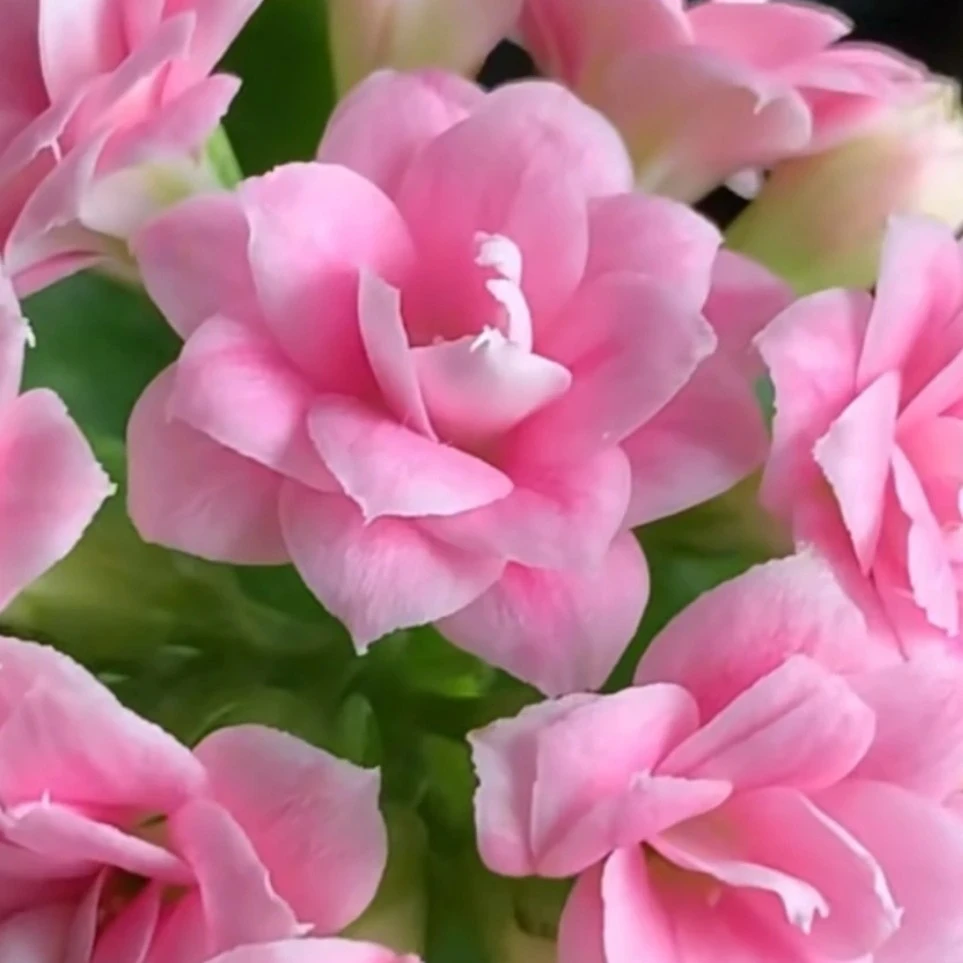 朱丽叶长寿花室内花卉，110盆原盆原土发货三国花大丽花花开半夏