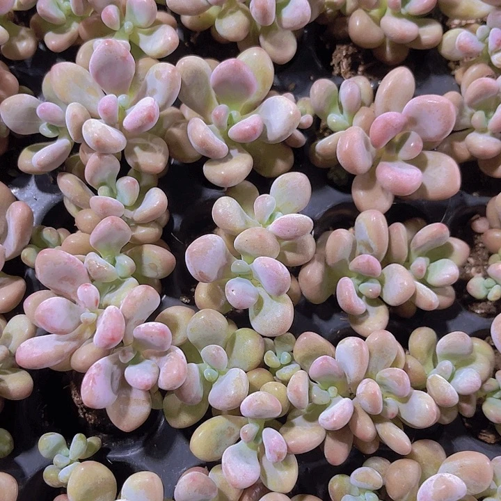 精品一单三颗桃蛋多肉