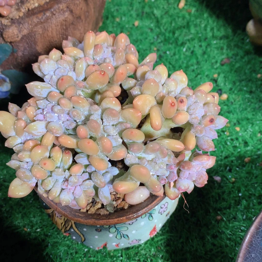 奶酪缀13 公分一物一拍