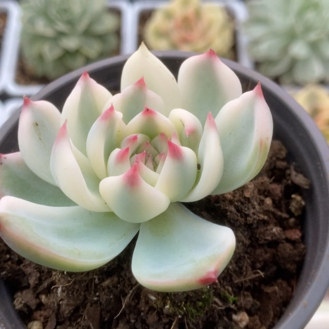577锦锦锦锦锦锦锦