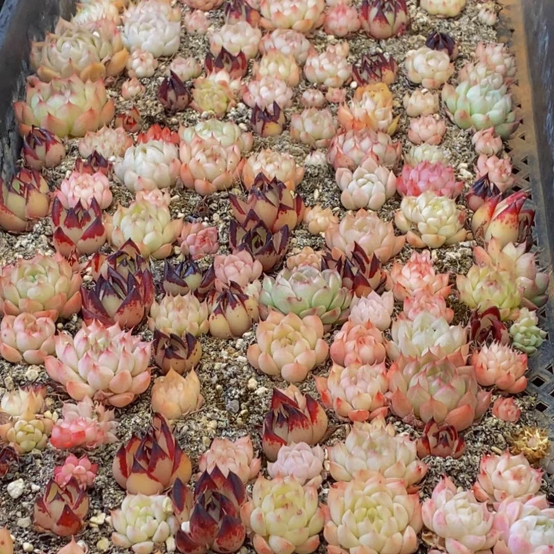 349多肉植物保护研究所所长的介绍一下