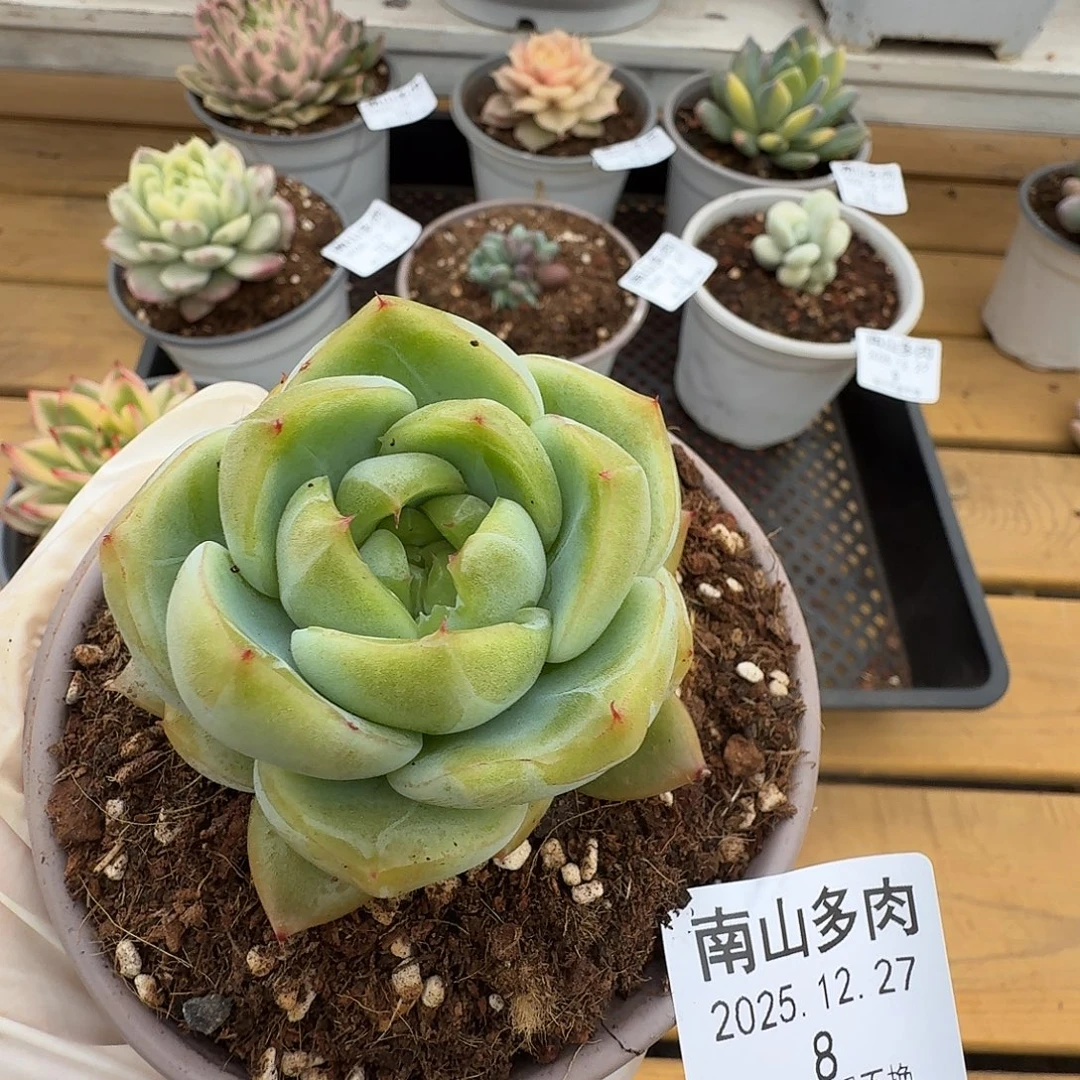 翡翠珍妮1111227-8