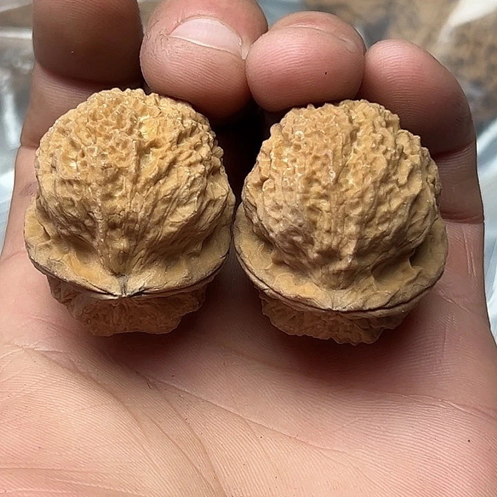 核桃51号珊瑚金蟾39尺