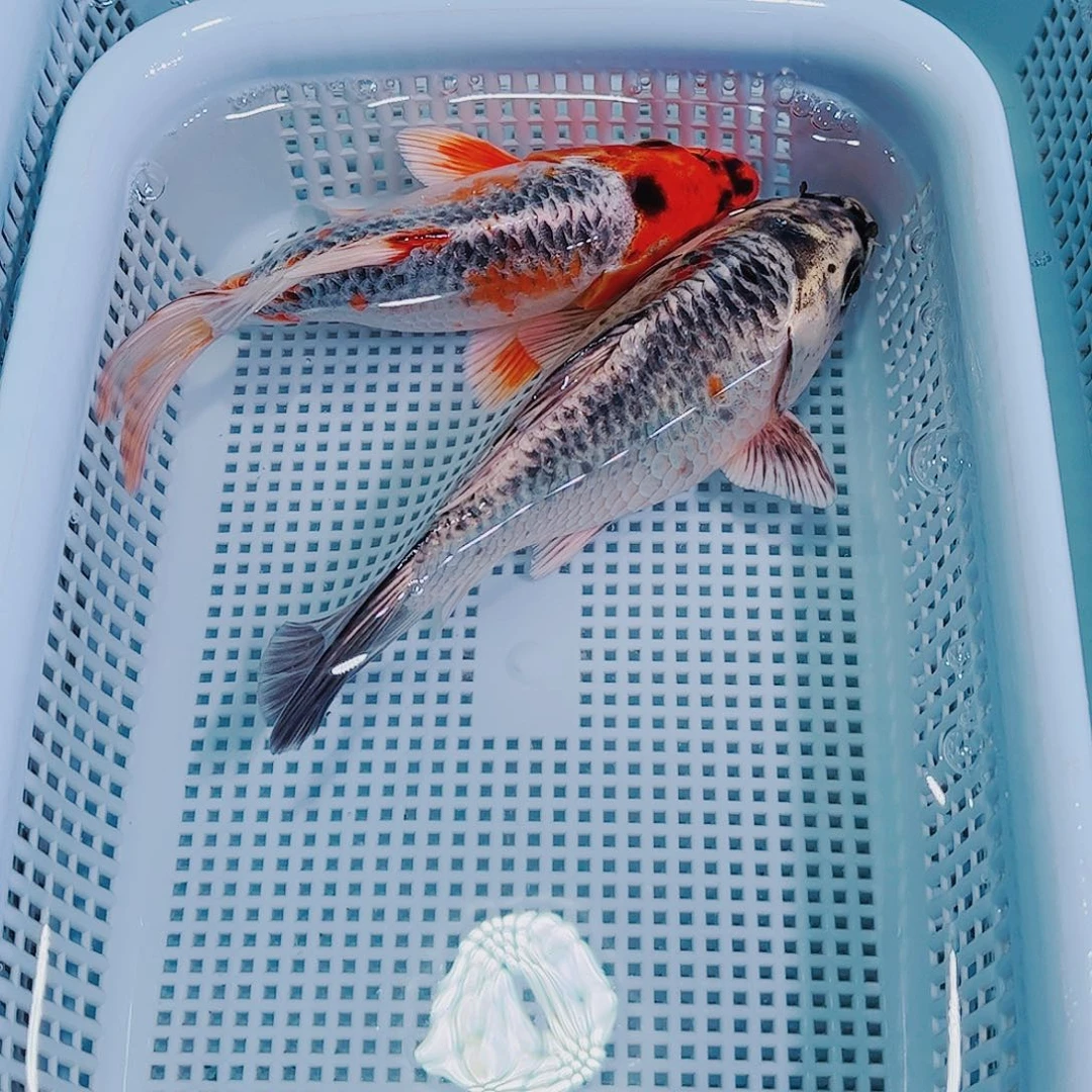 锦鲤锦鲤冷水观赏鱼134