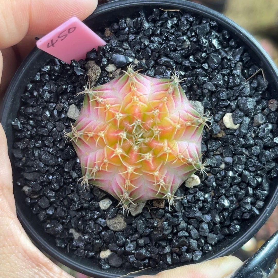 泰系米哈锦 带盆土发货