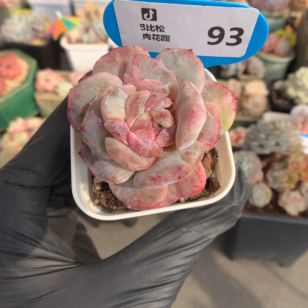 93 糖心石化多肉多肉