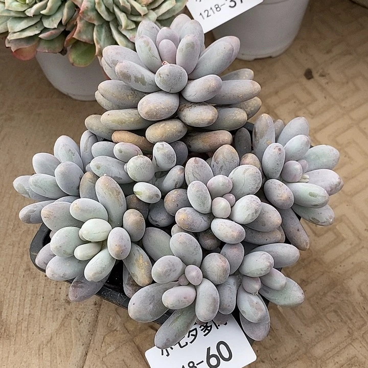 L***～小七夕多肉汤圆60