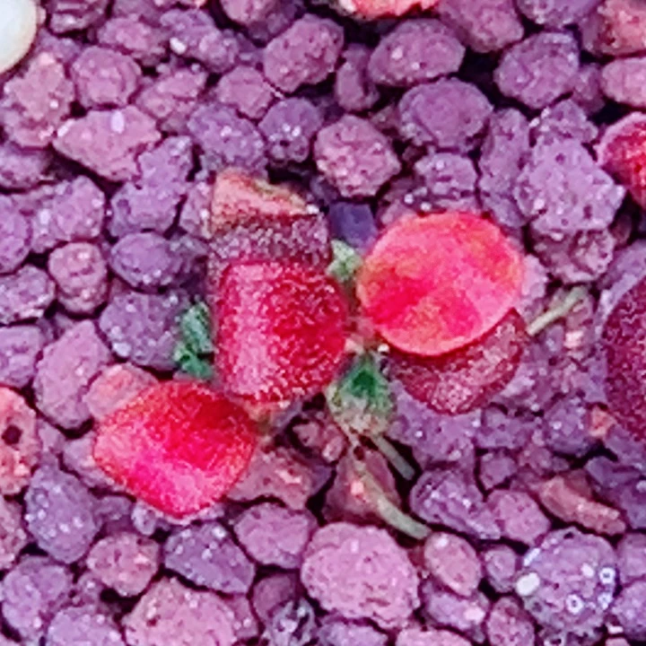 福利78号福利价植物一头（丛