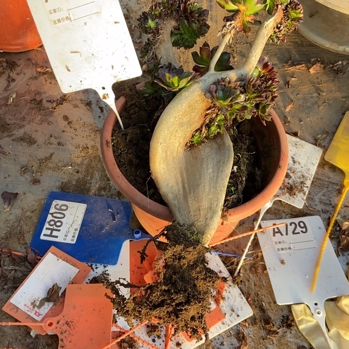 没***子A214黑豆黑豆黑豆