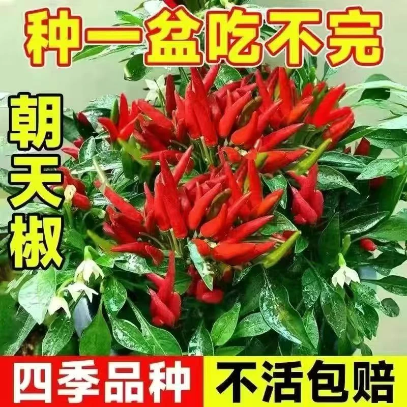 高产辣椒苗带土秧苗蔬菜苗朝天椒线椒薄皮椒螺丝椒四季地栽盆栽苗