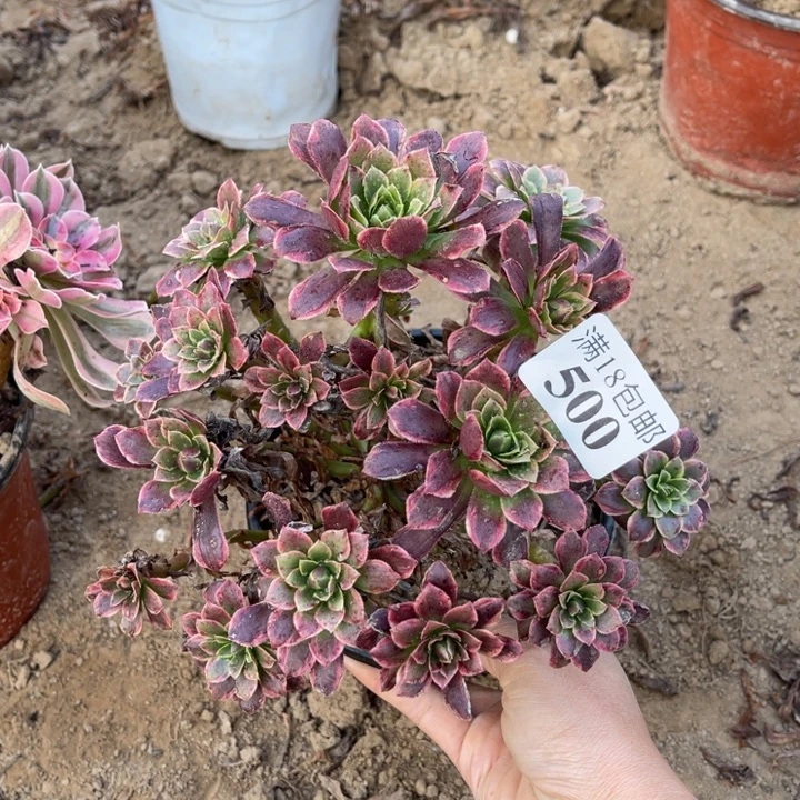 500朝霞绣球2号棚