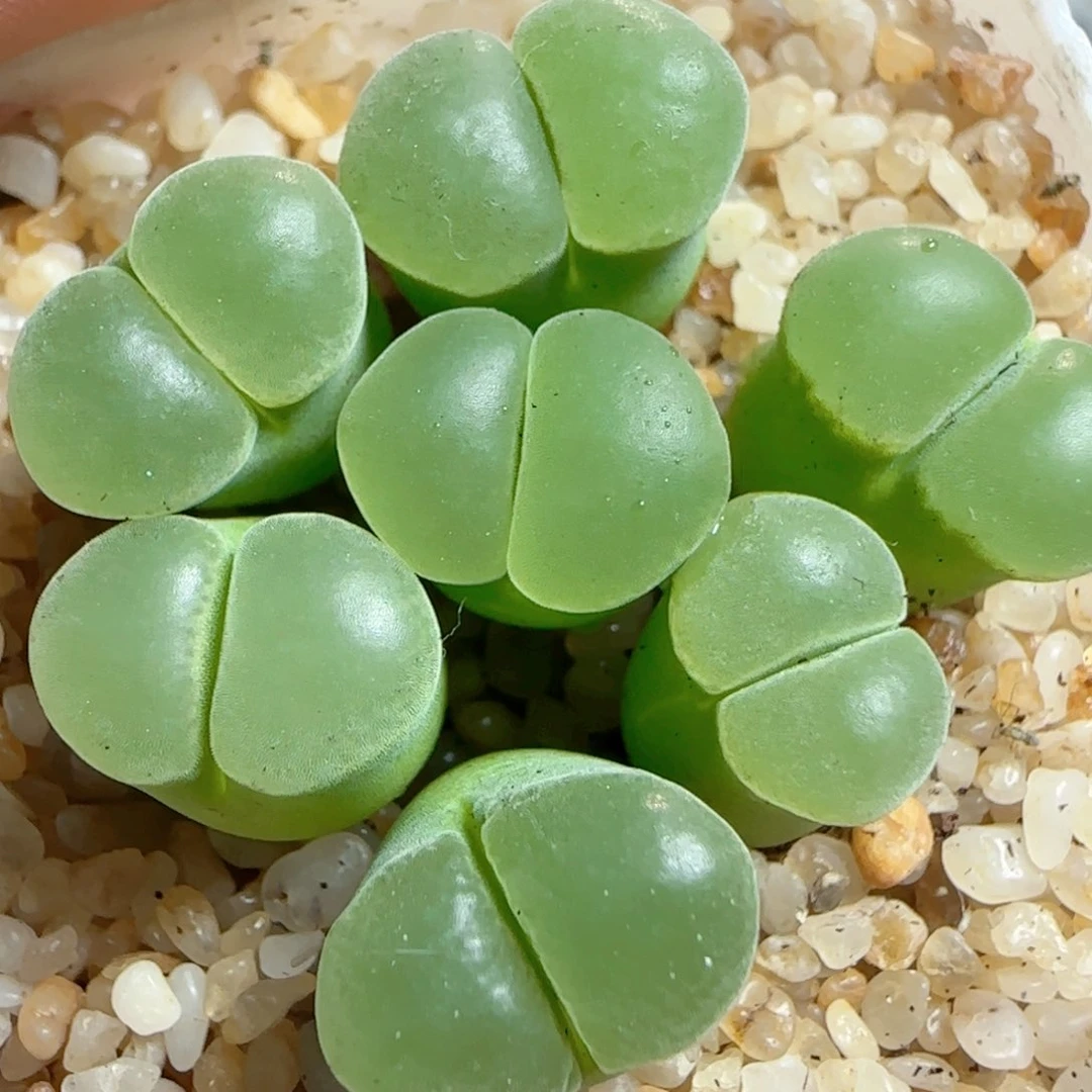 多肉植物2号Y400一组