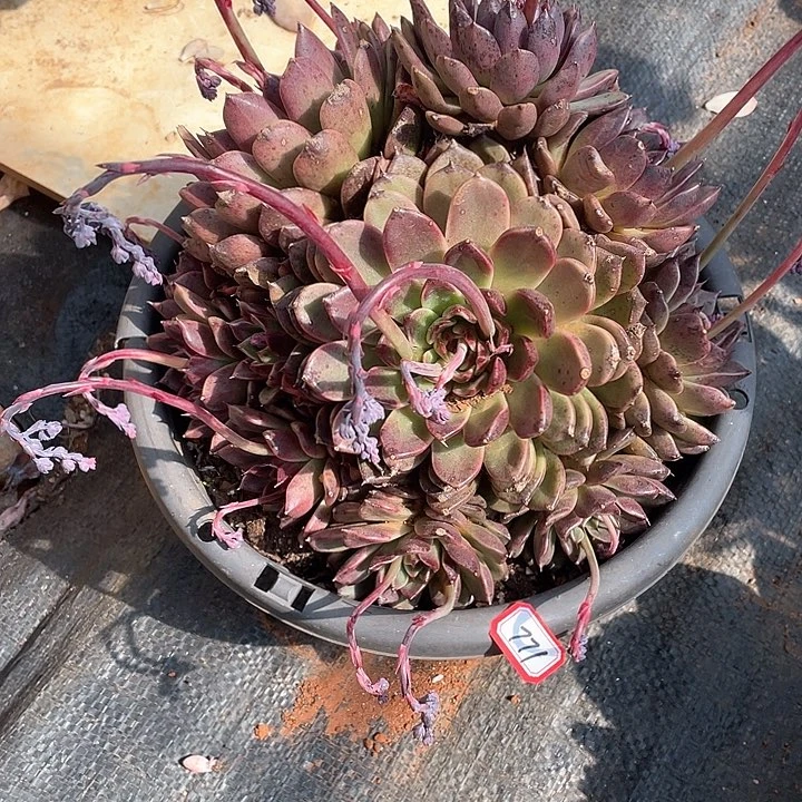 771黑水晶 一物一拍多肉