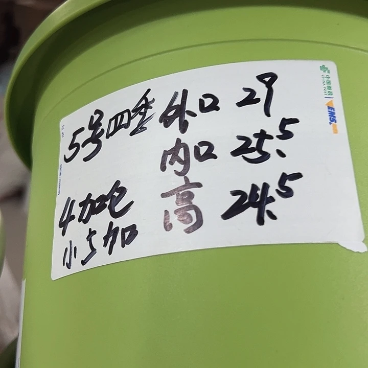 四季5号特价6个米色无托