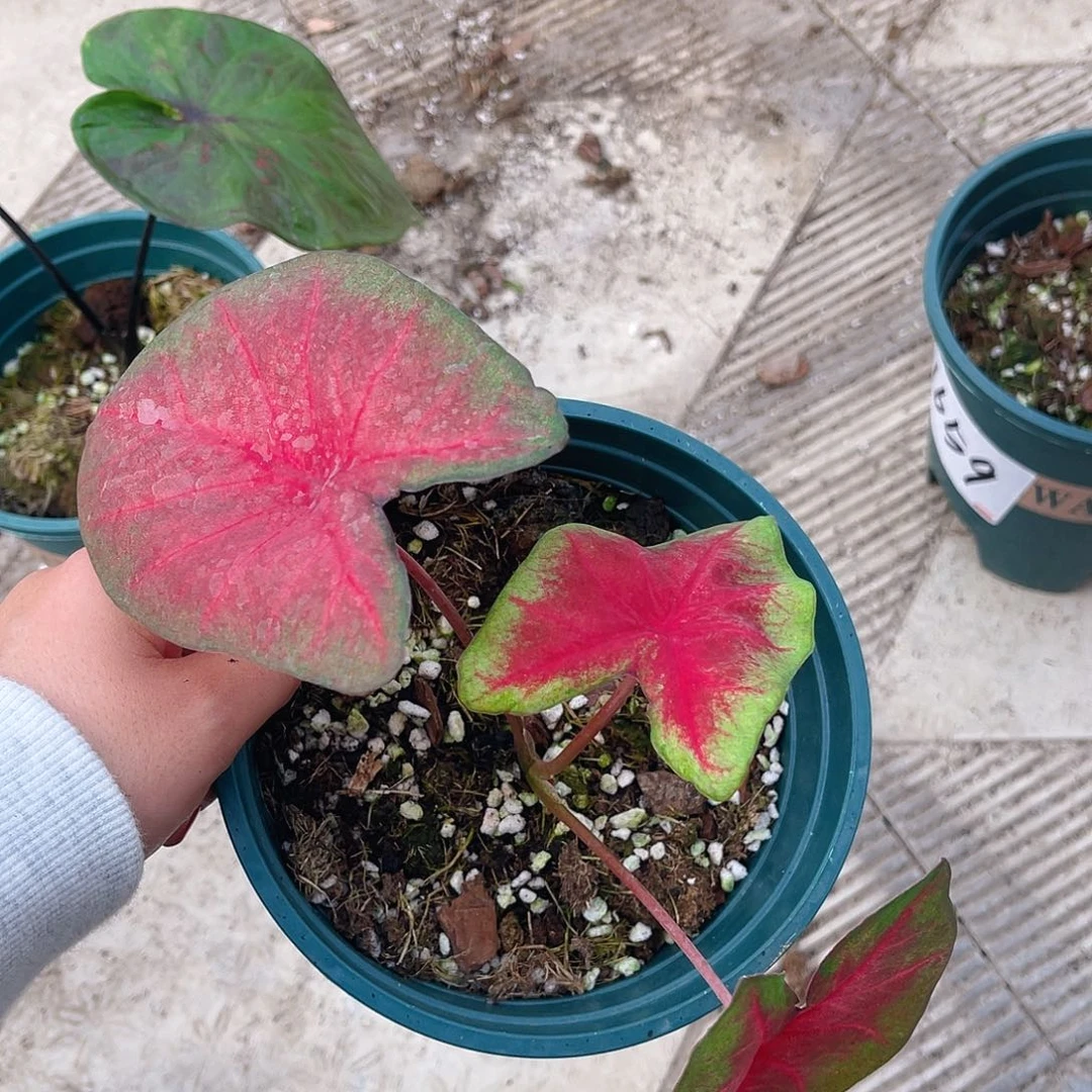 完全开放1850泰彩一物一拍