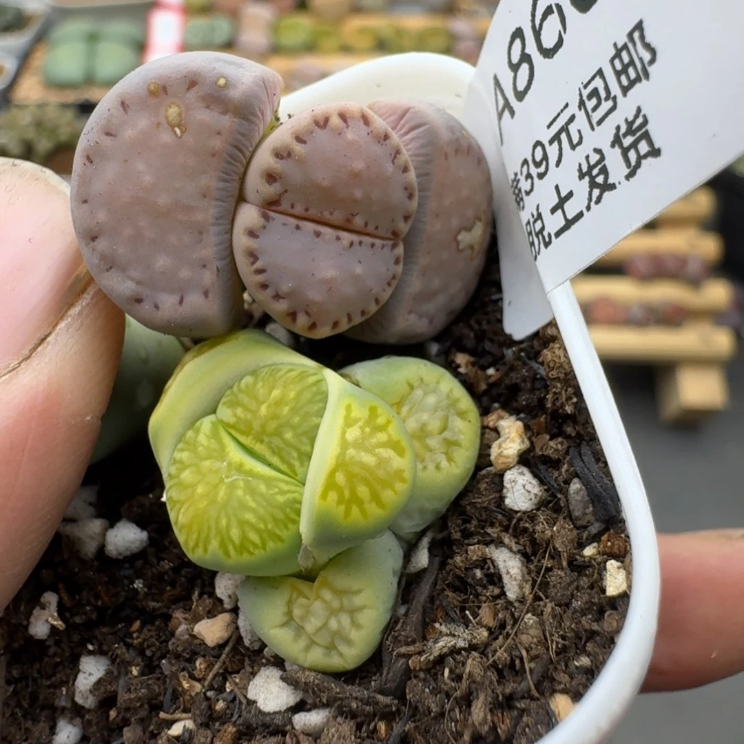 来***酱860多肉哈哈哈哈哈